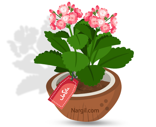 Nargil_Kalanchoe Blossfeldiana
